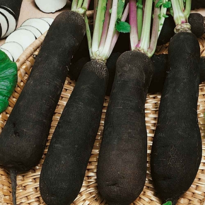 Picture of Radish Black Spanish Long